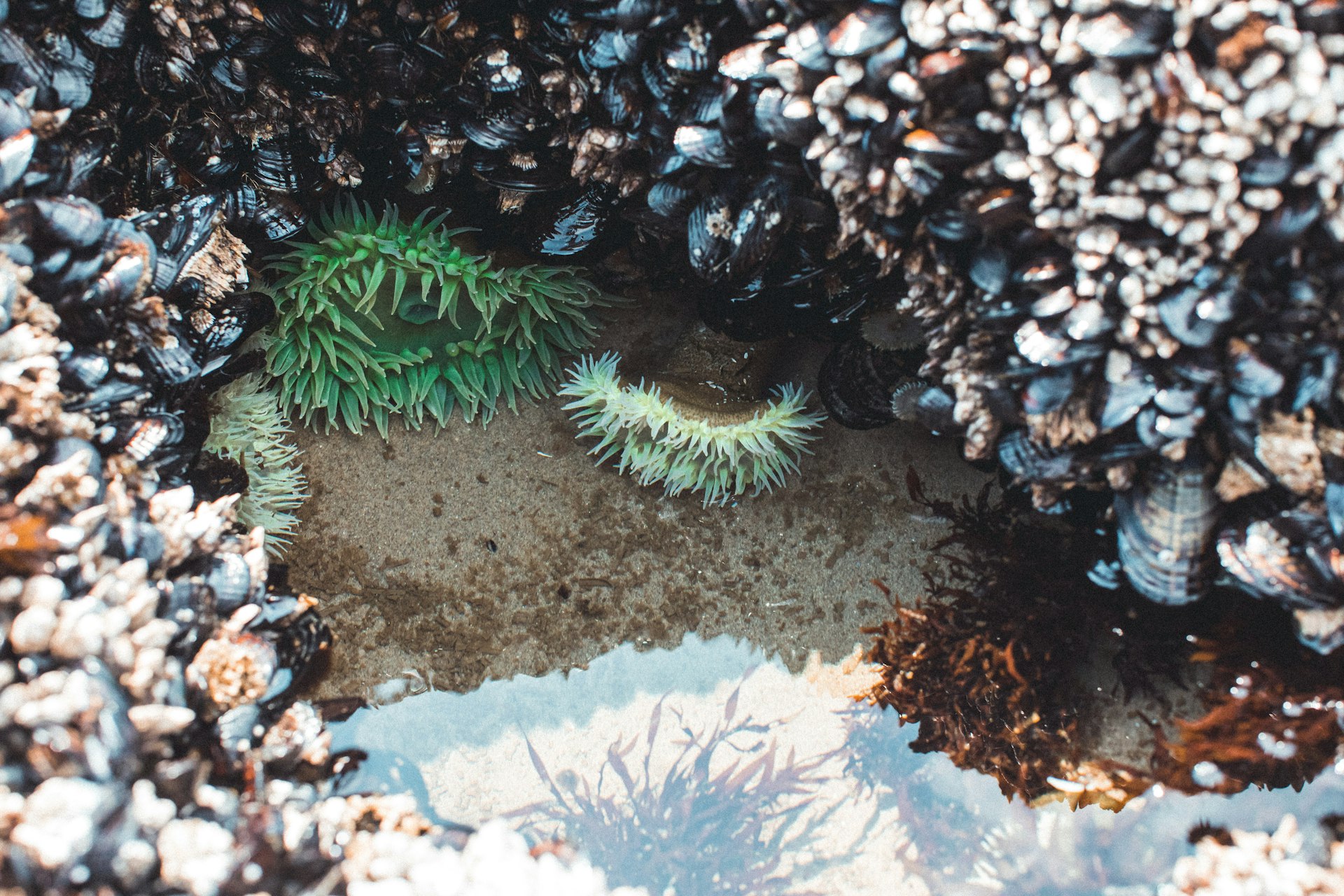 Colorful tide pools at Dillon Beach