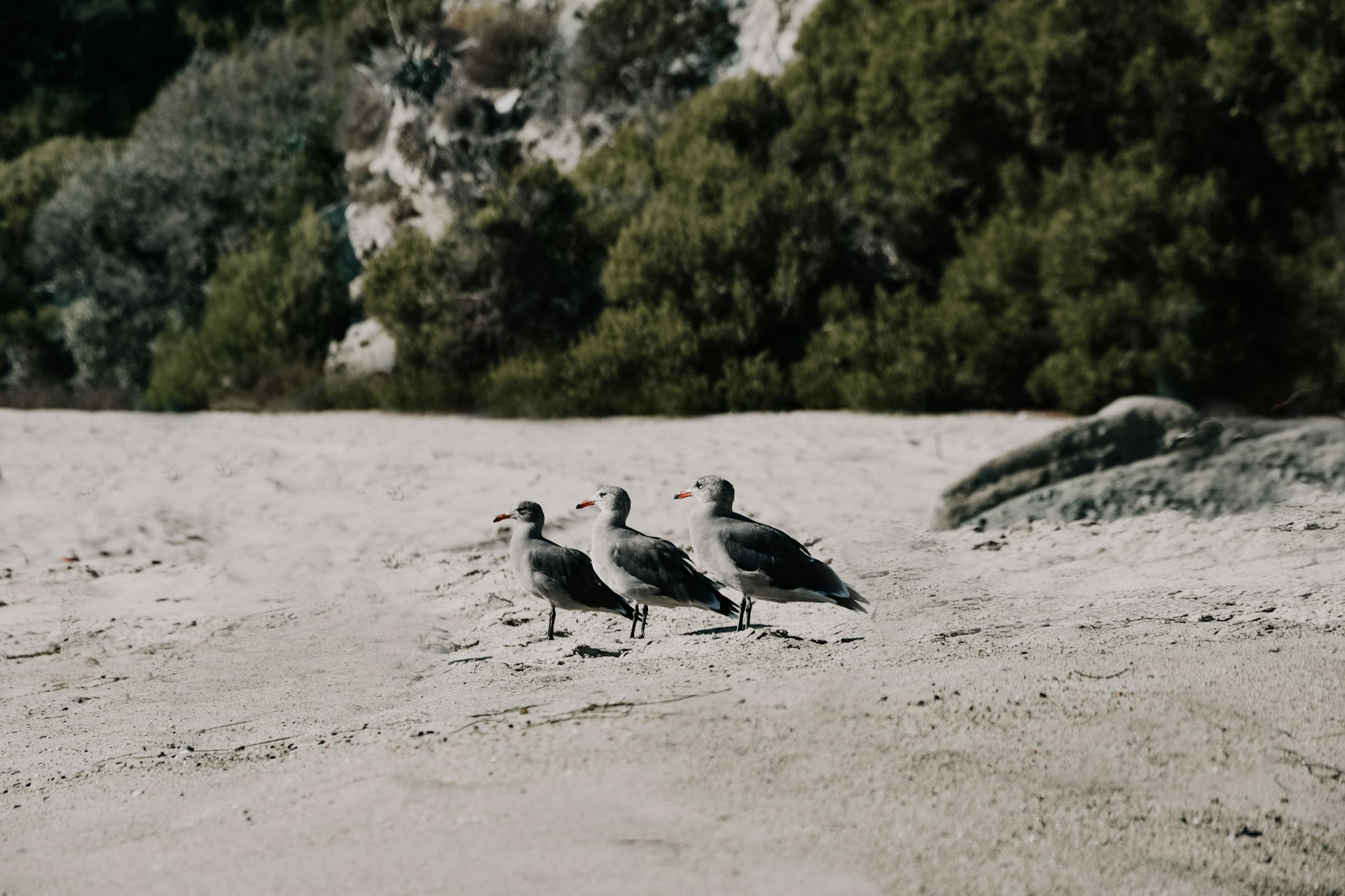 Shorebirds along the Dillon Beach coast